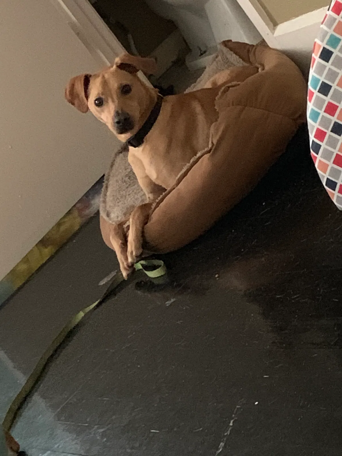 Lost dog in Birmingham, AL, 35218