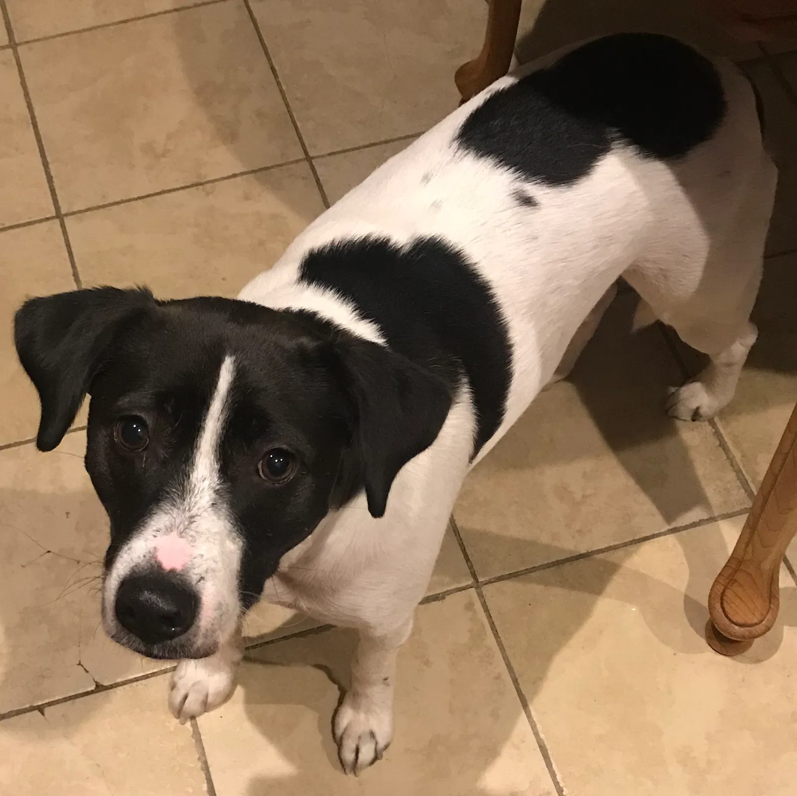 Lost dog in Dorchester, MA, 2121
