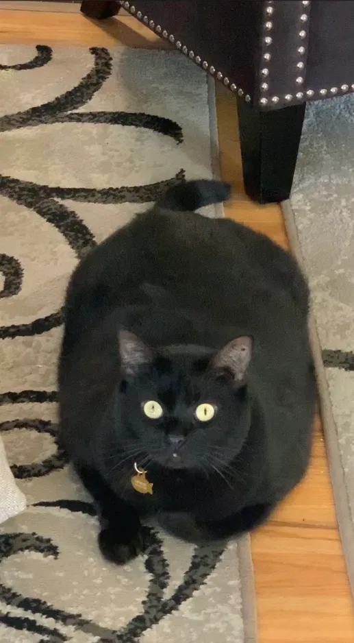 Lost cat in Denver, CO, 80233