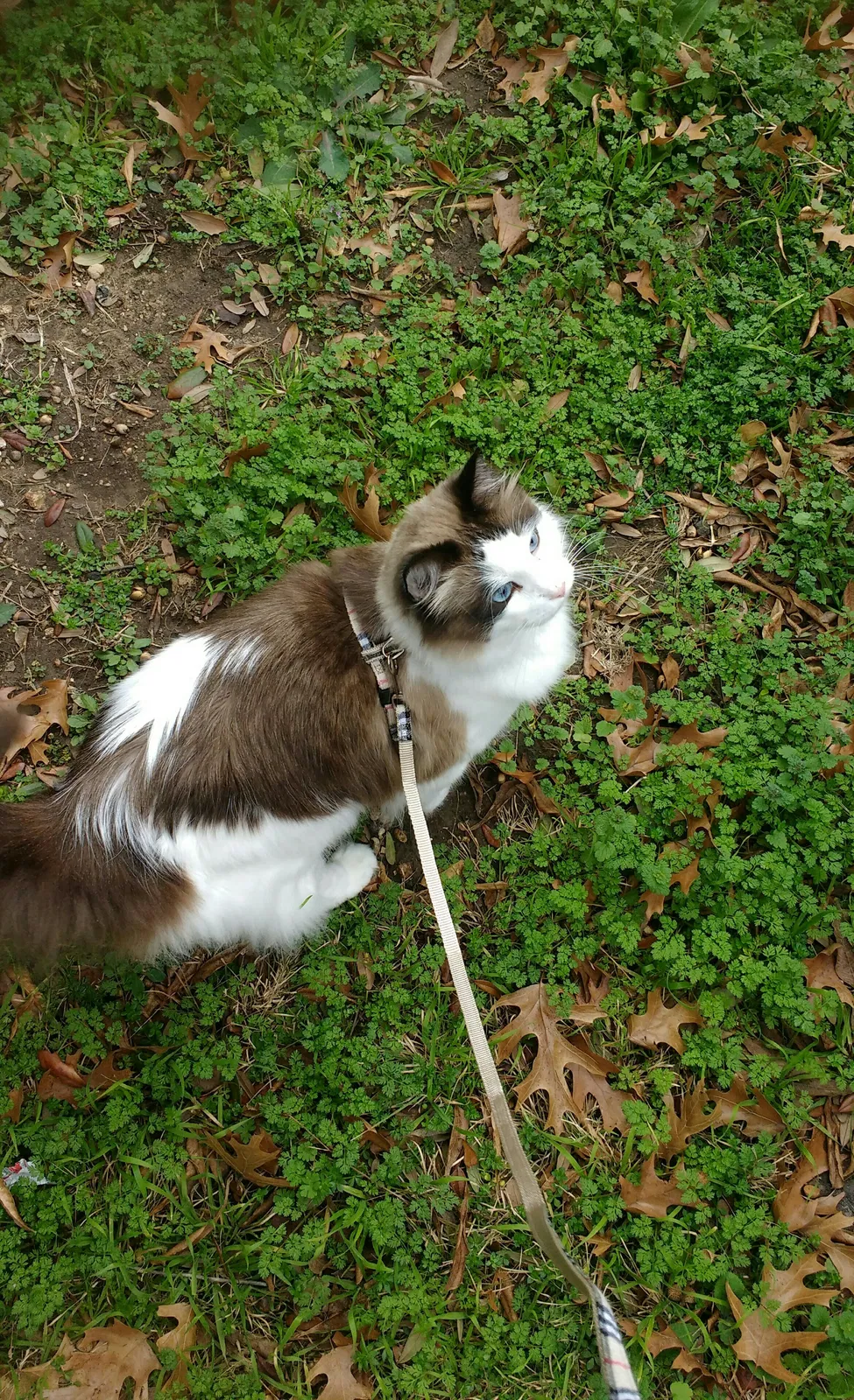 Lost cat in Justin, TX, 76247