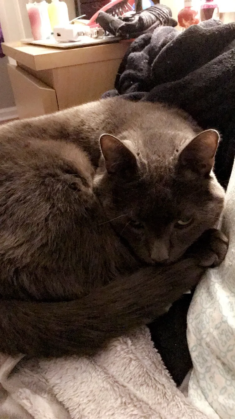 Lost cat in West Deptford, NJ, 8096