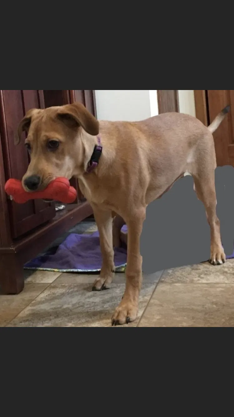 Lost dog in Mazeppa, MN, 55956