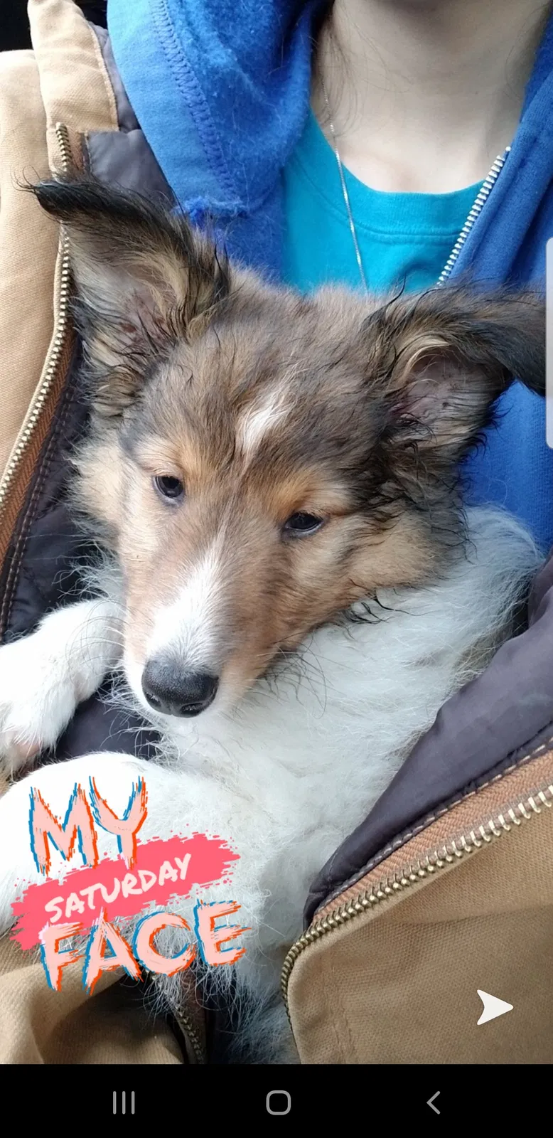 Lost dog in Burghill, OH, 44404