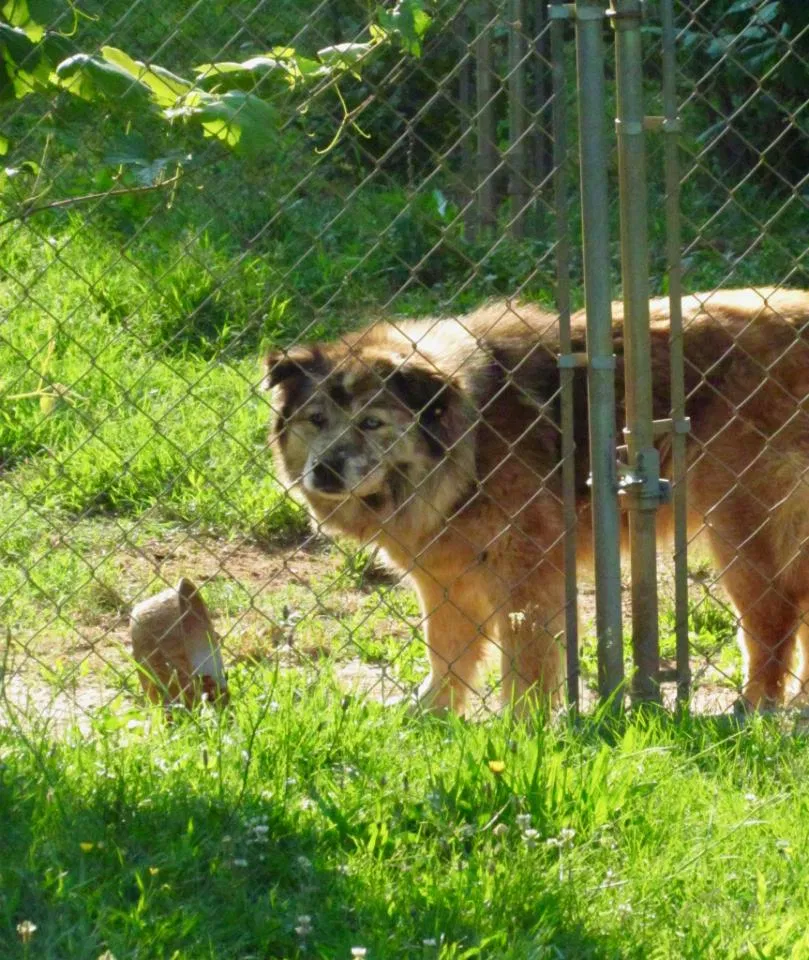 Lost dog in Greensboro, NC, 27406