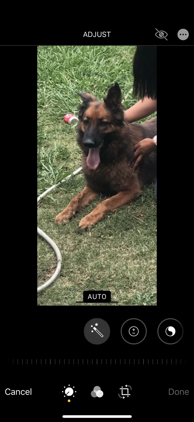Lost dog in Sacramento, CA, 95820