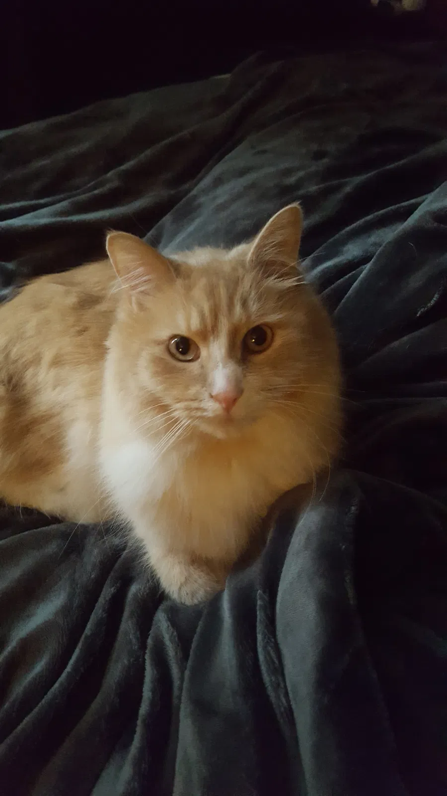 Lost cat in Clay, NY, 13041