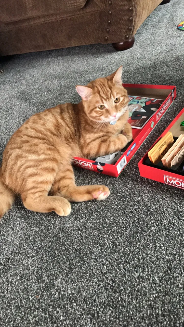 Lost cat in Independence, OH, 44131