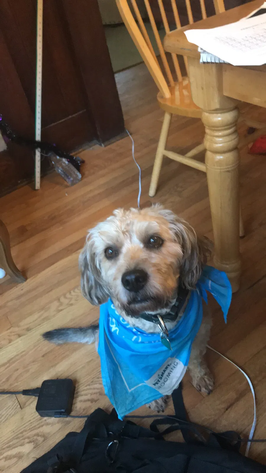 Lost dog in Syracuse, NY, 13210