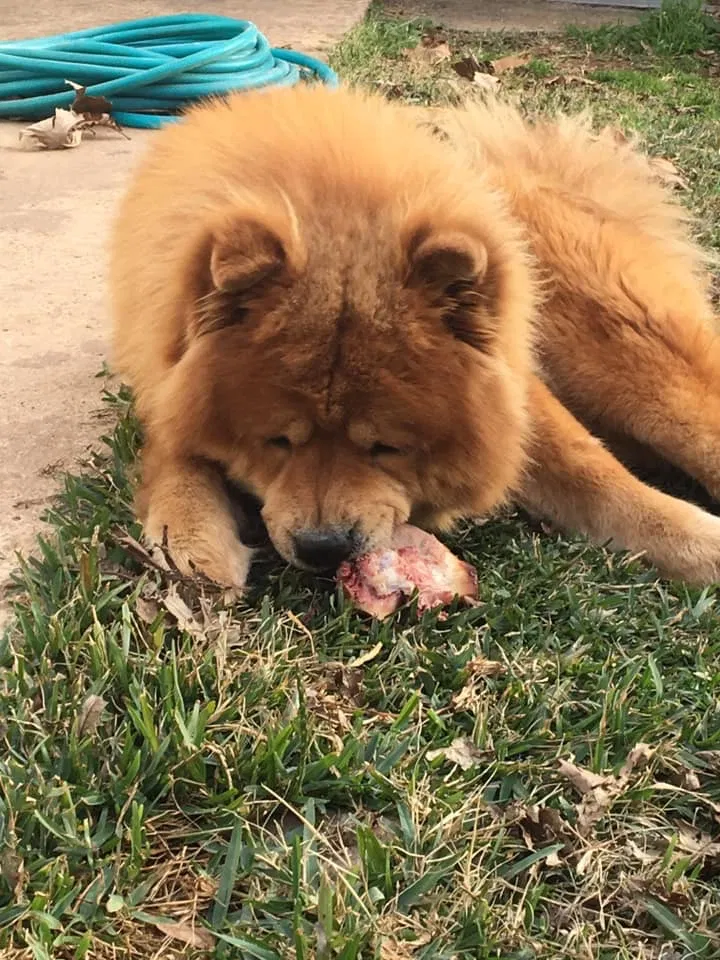 Lost dog in Bossier City, LA, 71112