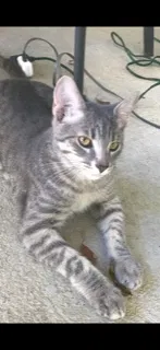 Lost cat in Winter Park, FL, 32789