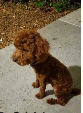 Lost dog in Corona, CA, 92879