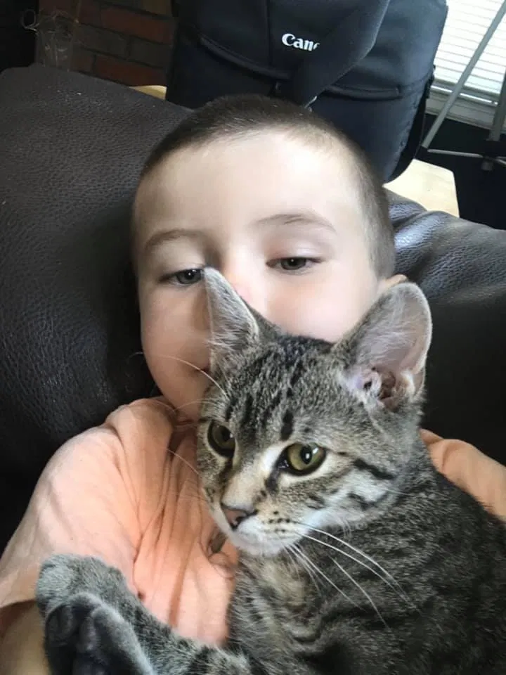 Lost cat in Arcanum, OH, 45304