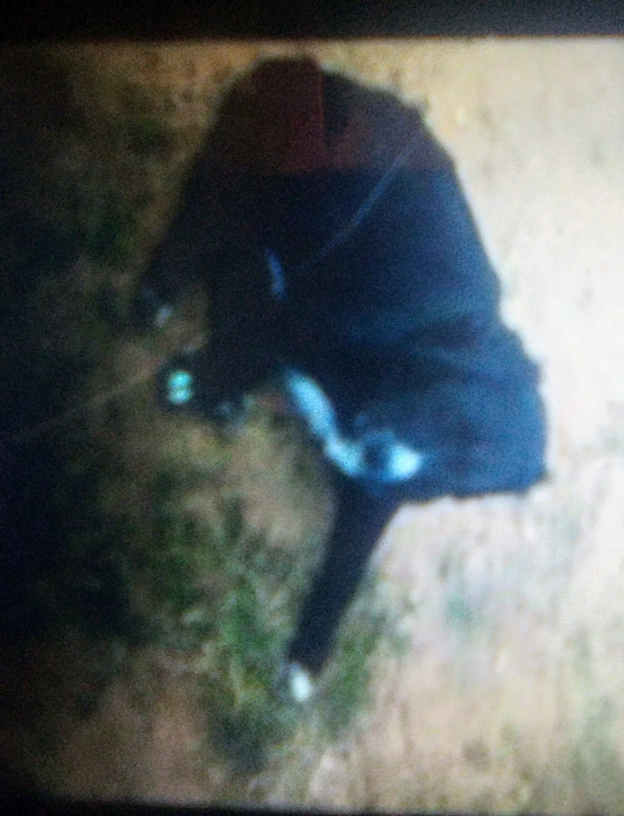 Lost dog in Lubbock, TX, 79423