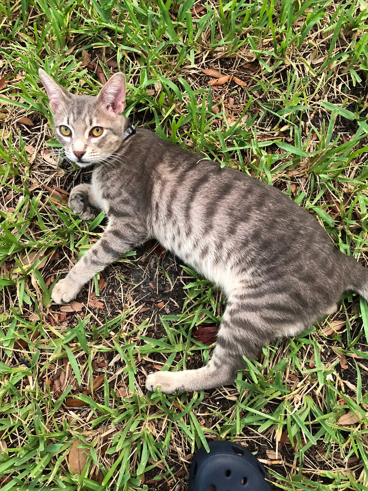 Lost cat in Fort Lauderdale, FL, 33326