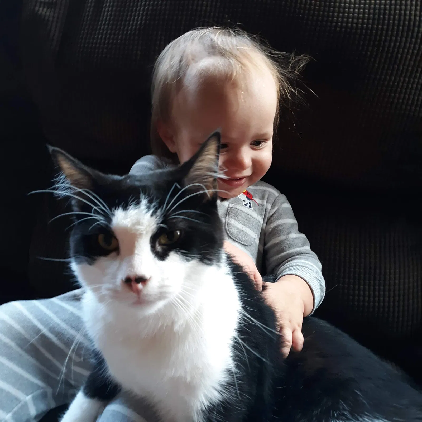 Lost cat in Fennville, MI, 49408