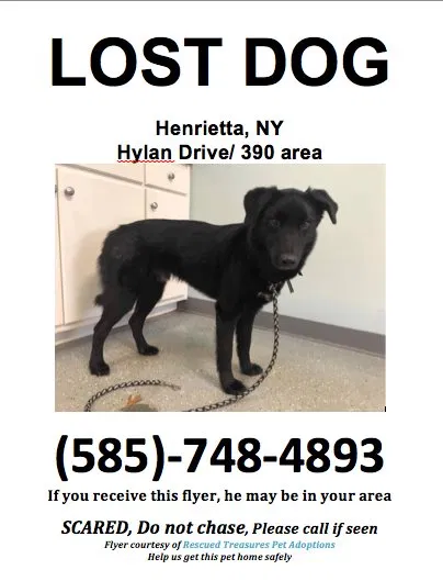Lost dog in Rochester, NY, 14623