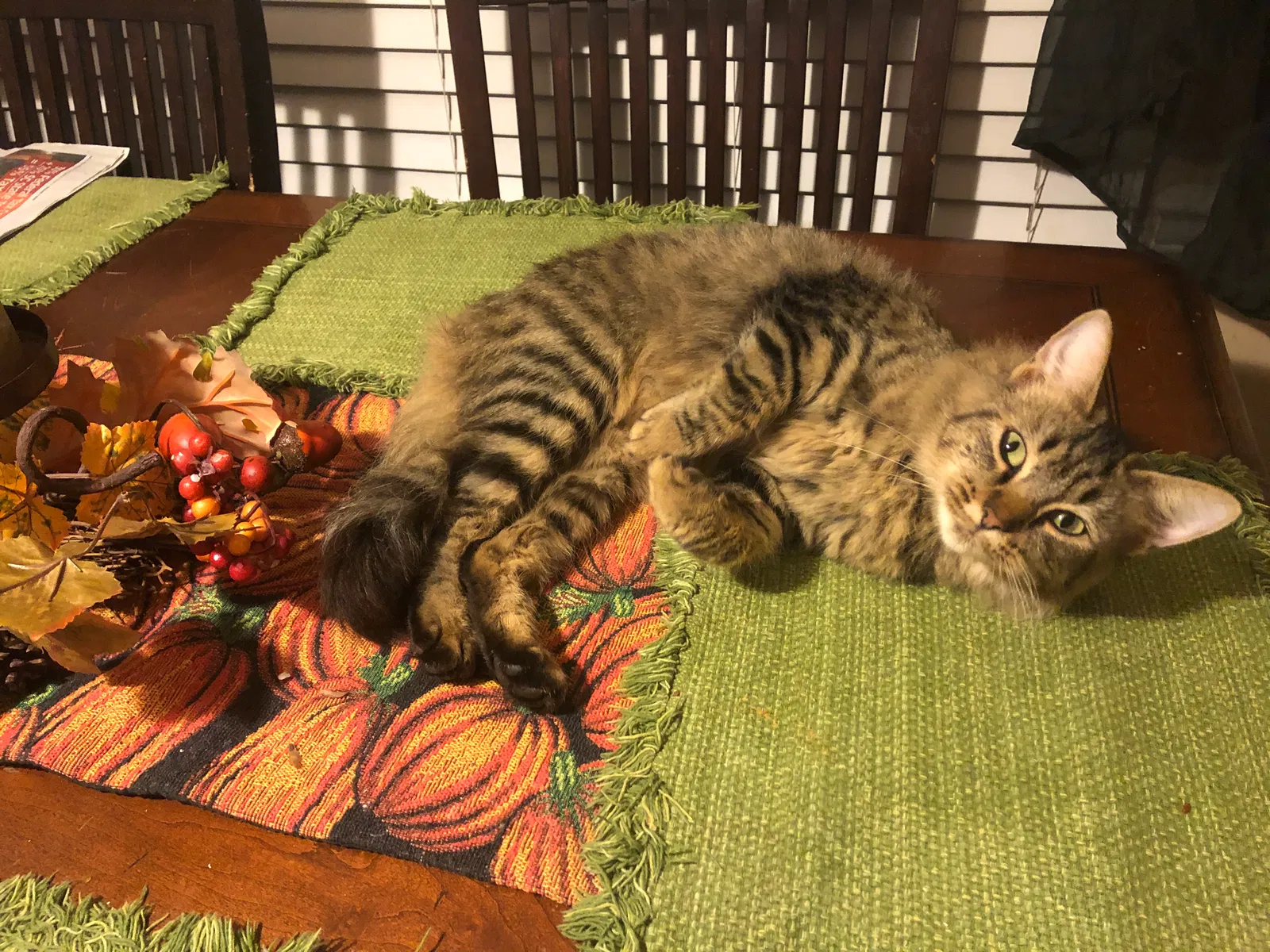 Lost cat in Simpsonville, SC, 29681
