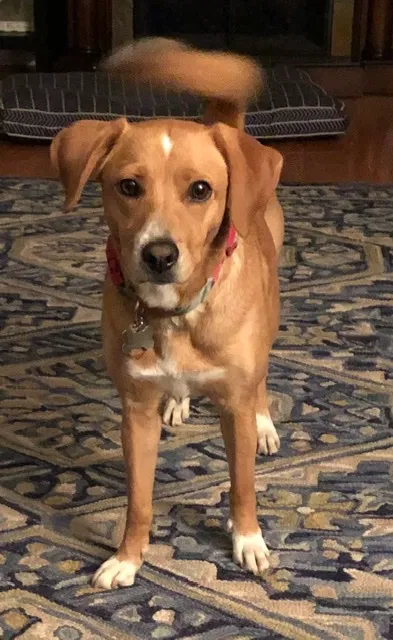 Lost dog in Wheaton, IL, 60187