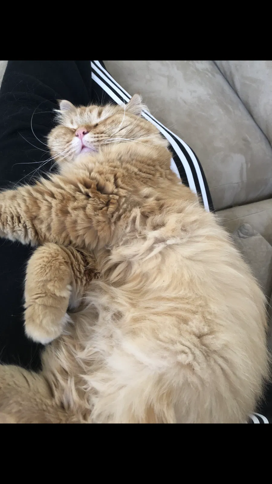 Lost cat in Virginia Beach, VA, 23451
