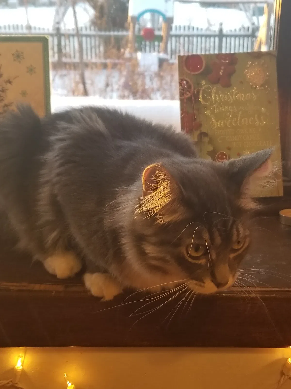 Lost cat in New Market, AL, 35761