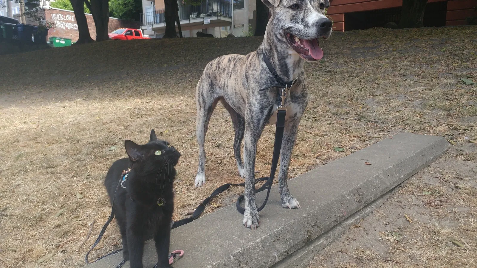 Lost cat in Mountlake Terrace, WA, 98043