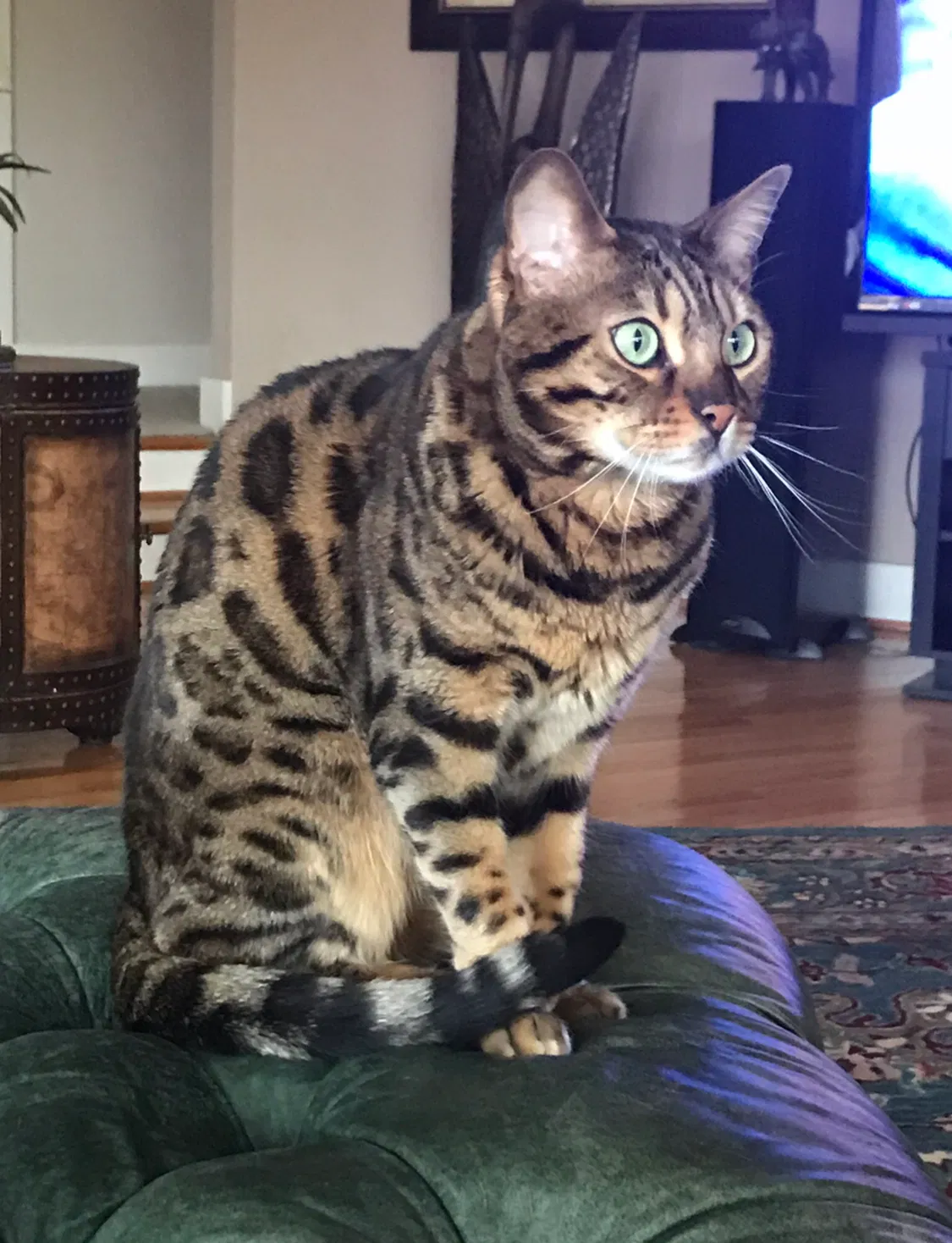 Lost cat in Raleigh, NC, 27609