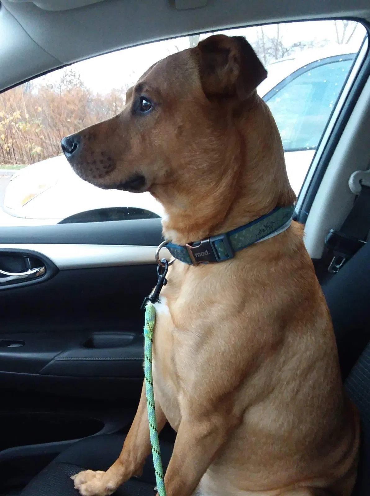 Lost dog in Binghamton, NY, 13905