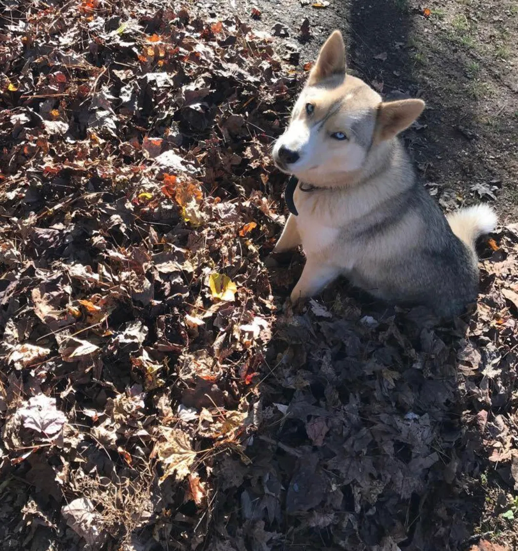 Lost dog in Forest Park, GA, 30297
