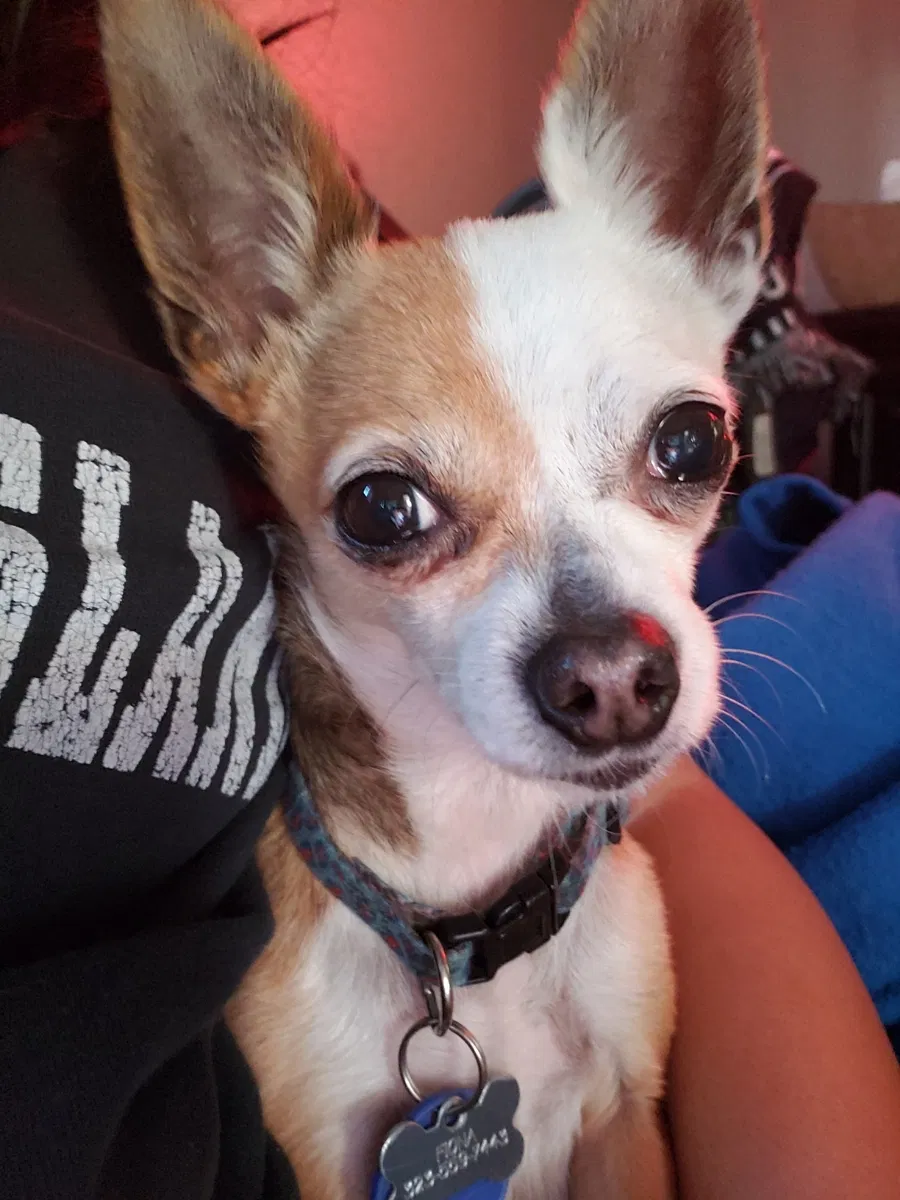 Lost dog in Paramount, CA, 90723