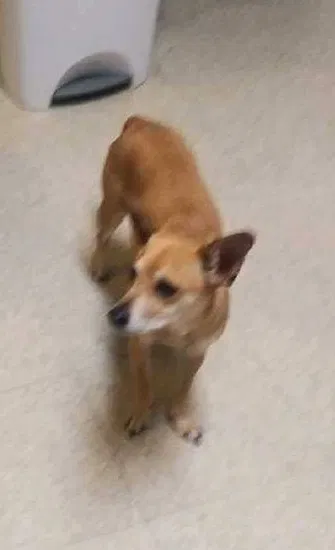 Lost dog in Fort Hood, TX, 76544