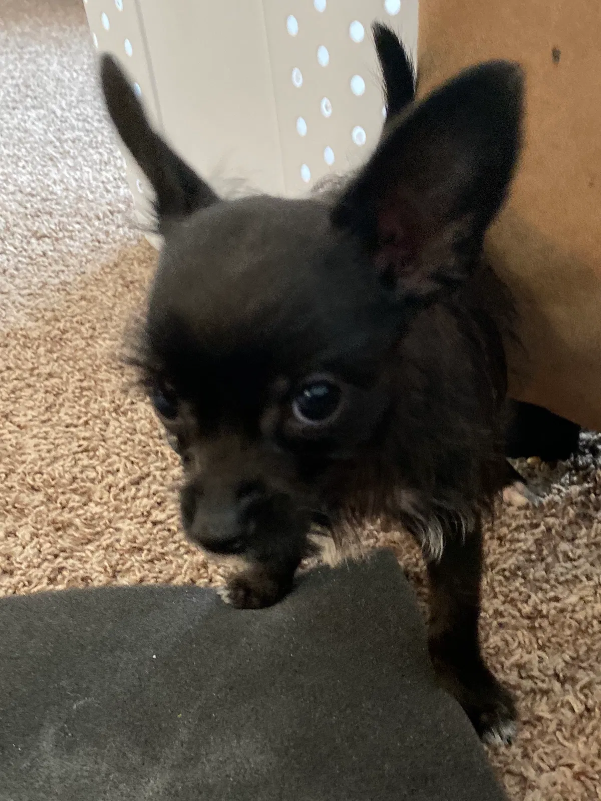 Lost dog in Gainesville, GA, 30507