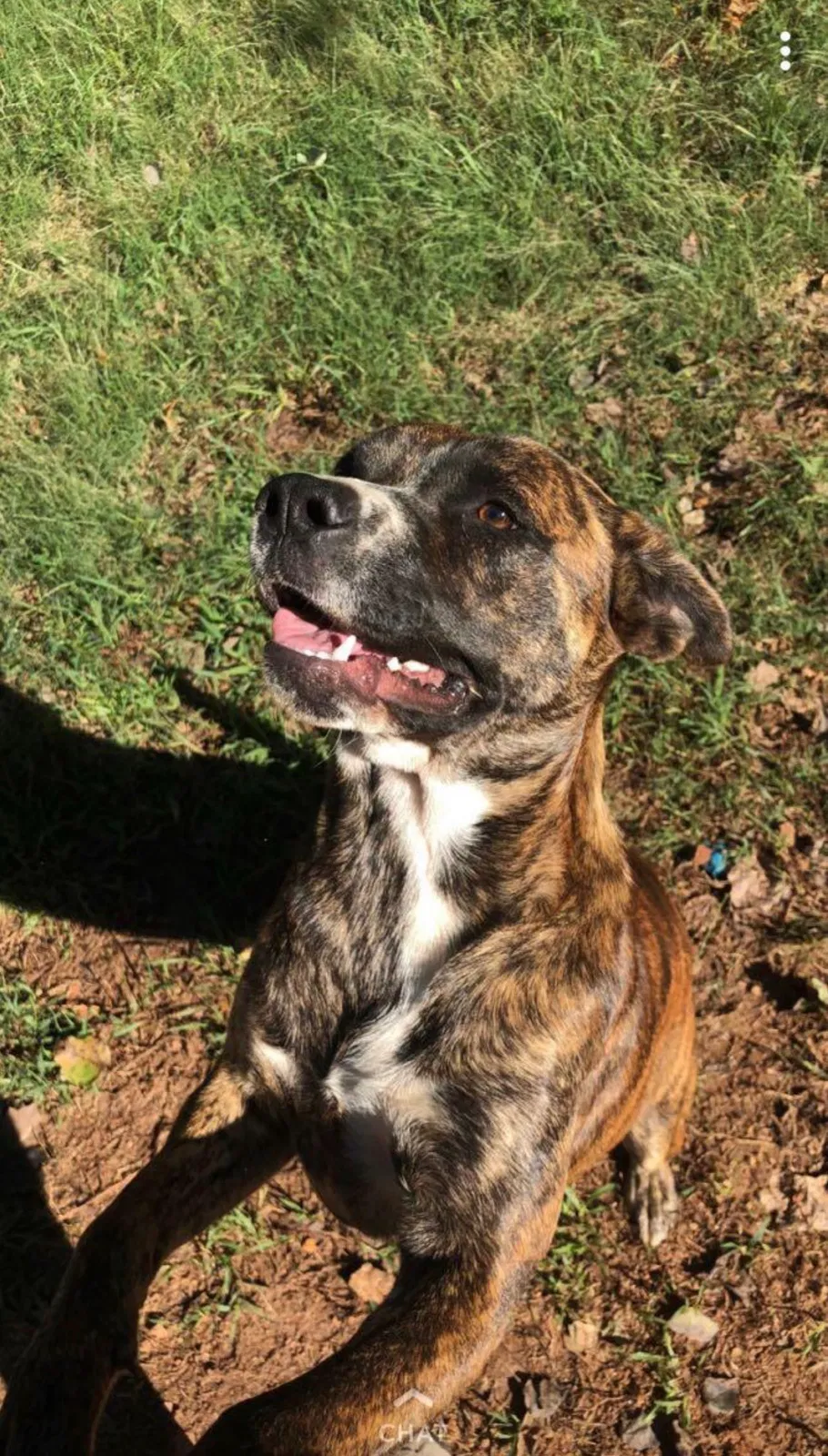 Lost dog in Forest Park, GA, 30297