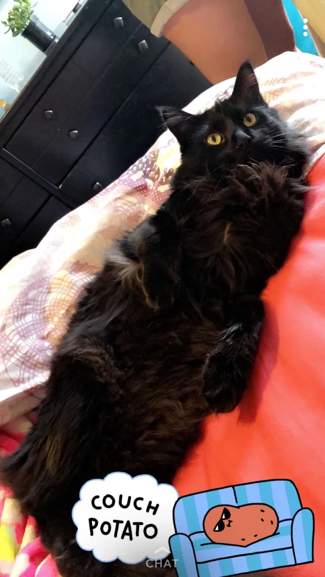 Lost cat in Salt Lake City, UT, 84128