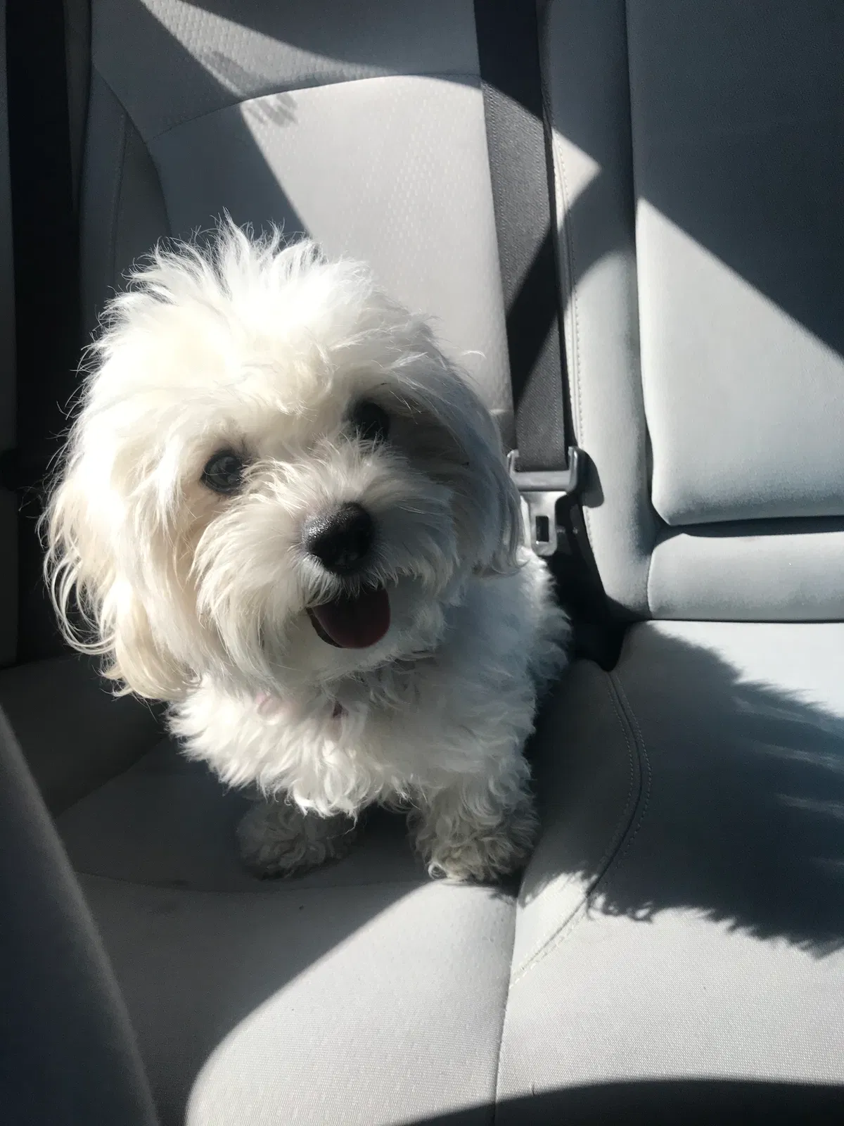 Lost dog in Ontario, CA, 91764