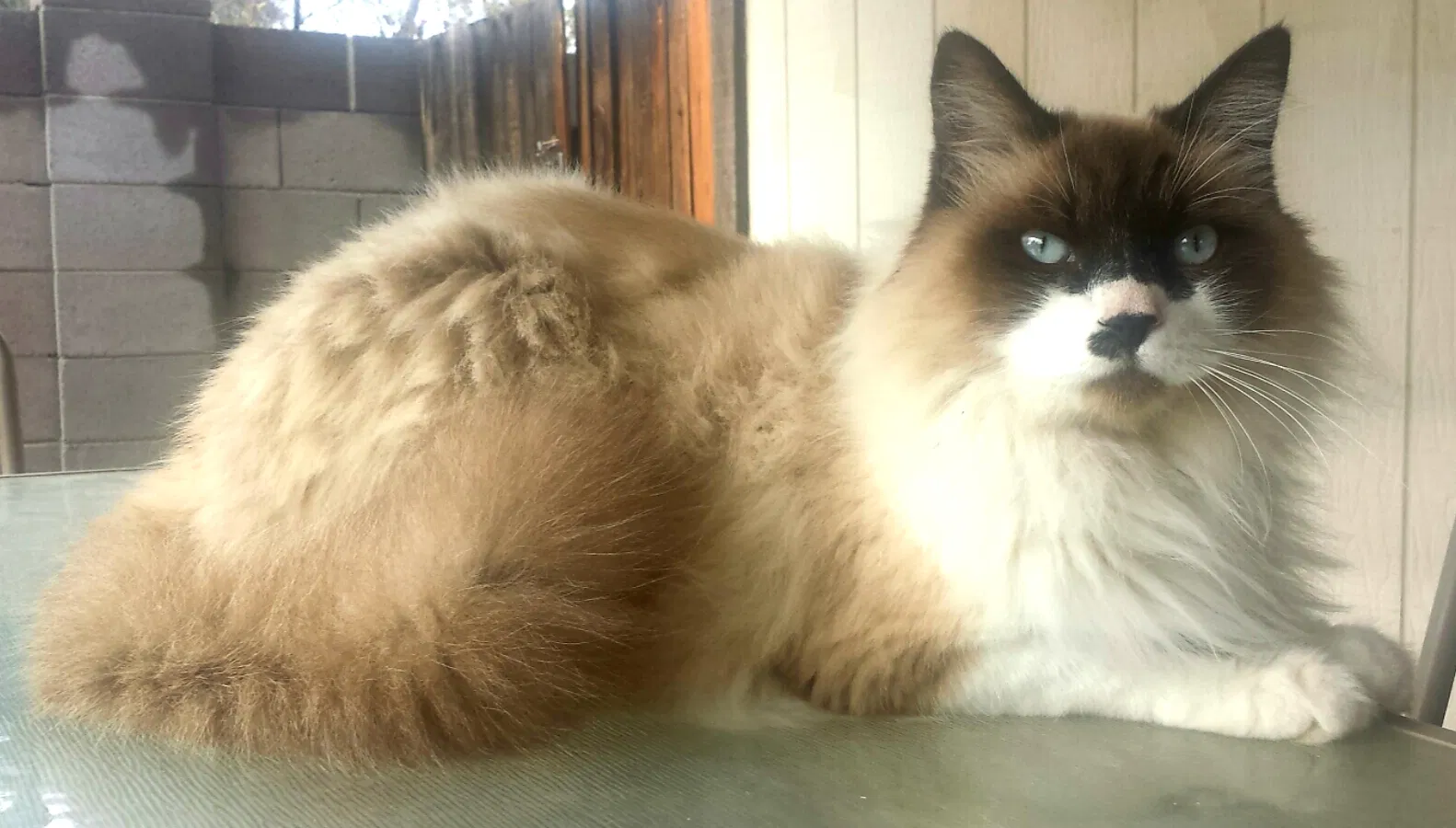 Lost cat in Phoenix, AZ, 85032