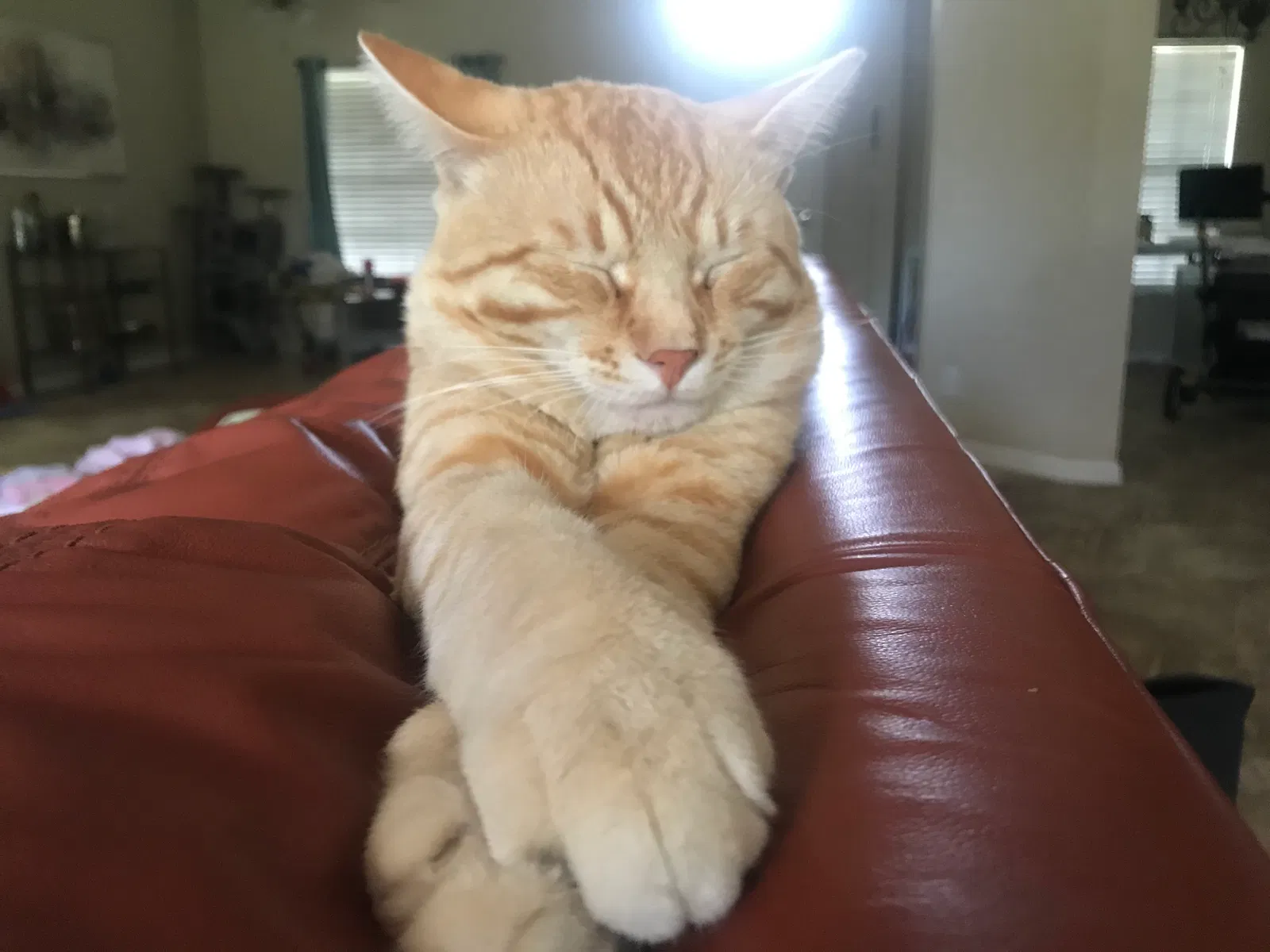 Lost cat in Port Saint Lucie, FL, 34953