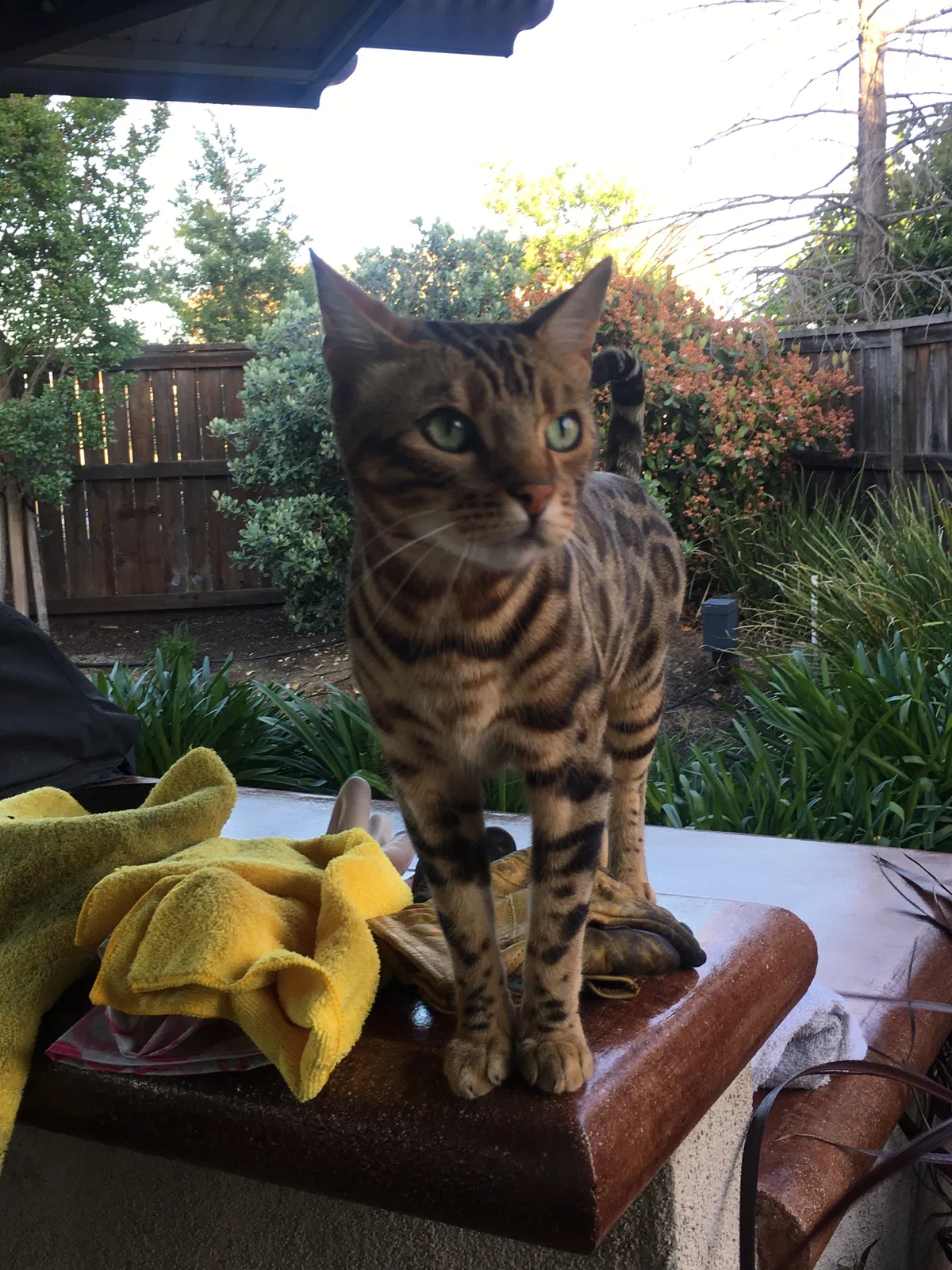 Lost cat in Roseville, CA, 95747