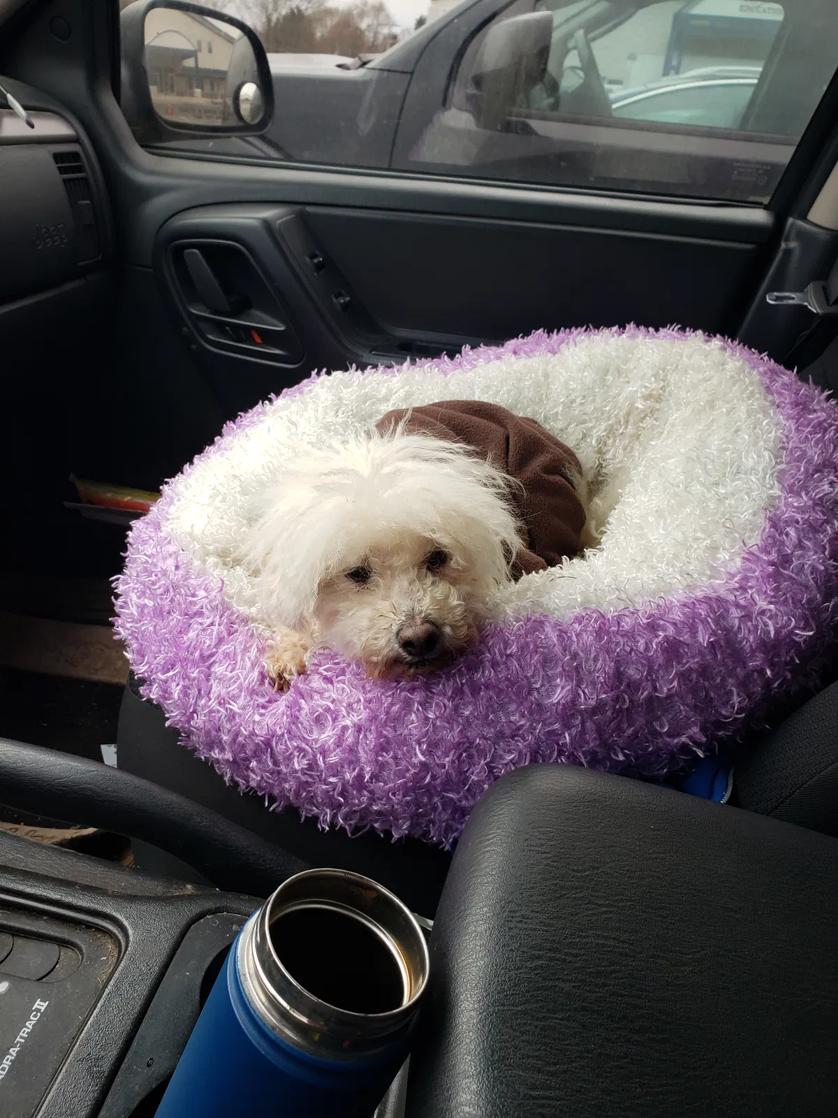 Lost dog in Canton, OH, 44704