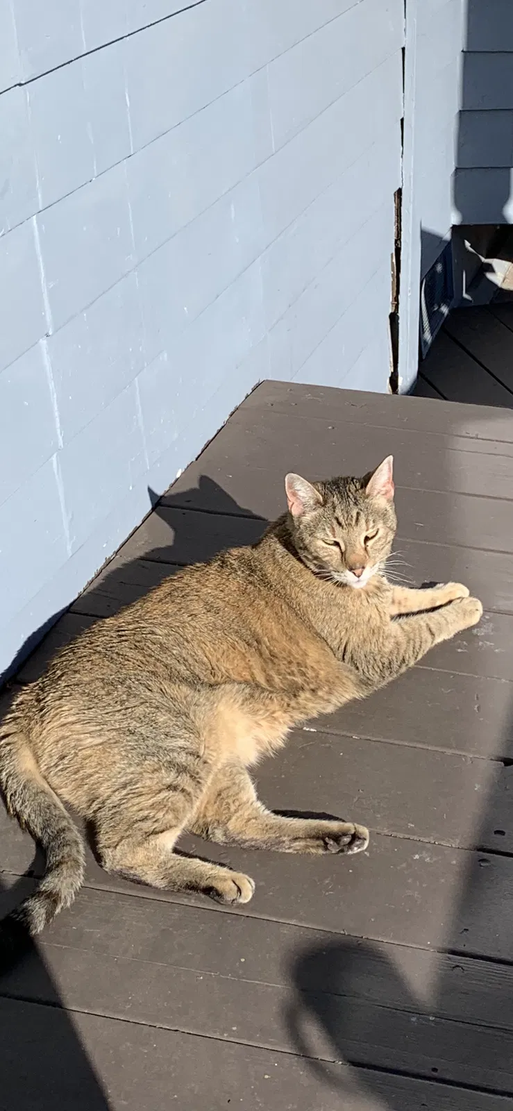 Lost cat in Petaluma, CA, 94952