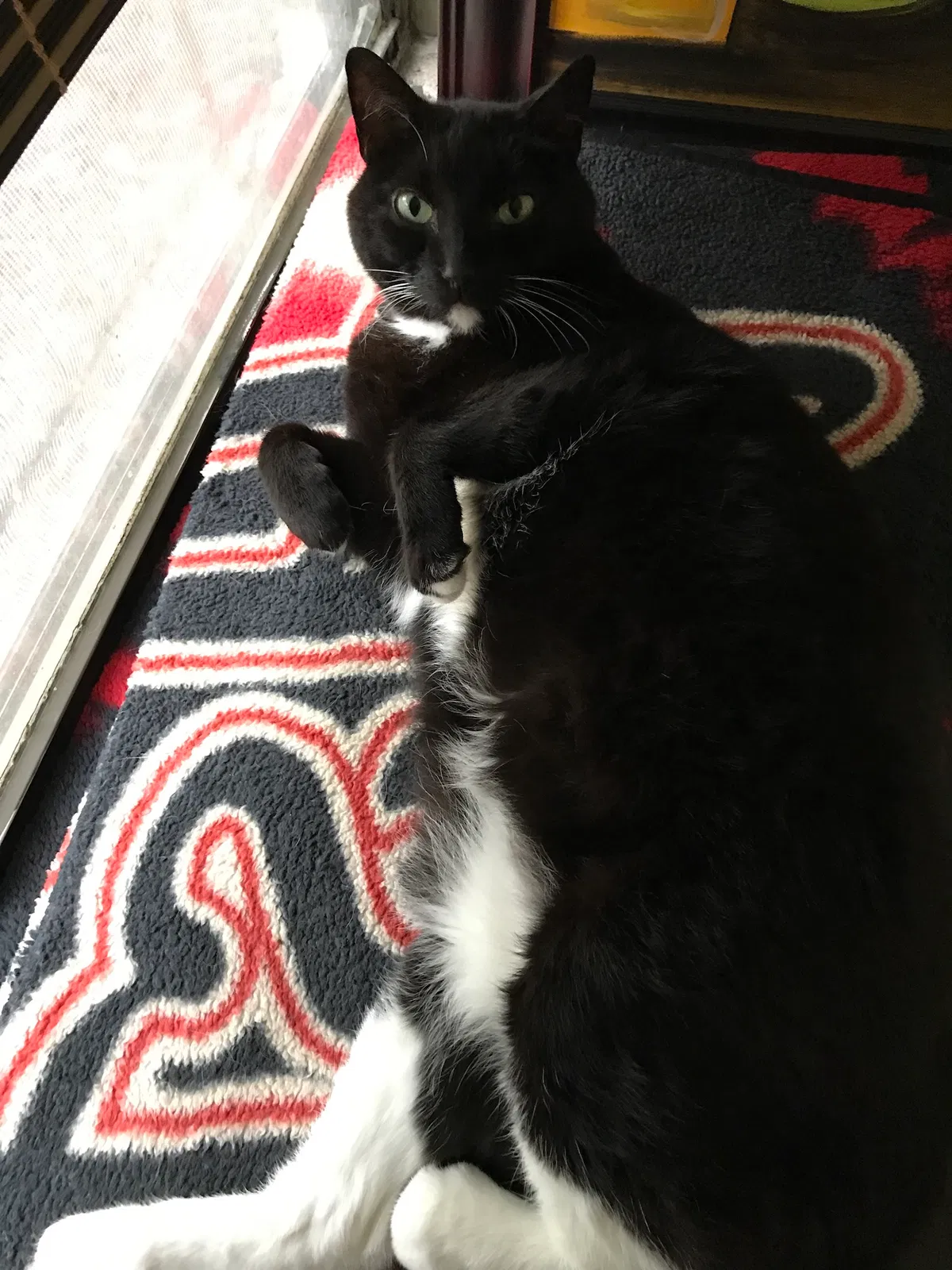 Lost cat in Kingwood, TX, 77339