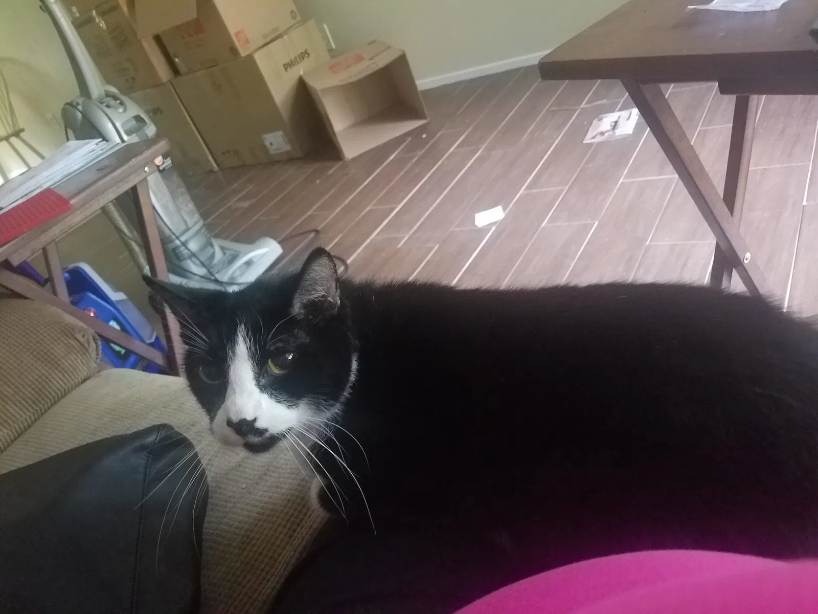 Lost cat in Spring, TX, 77373