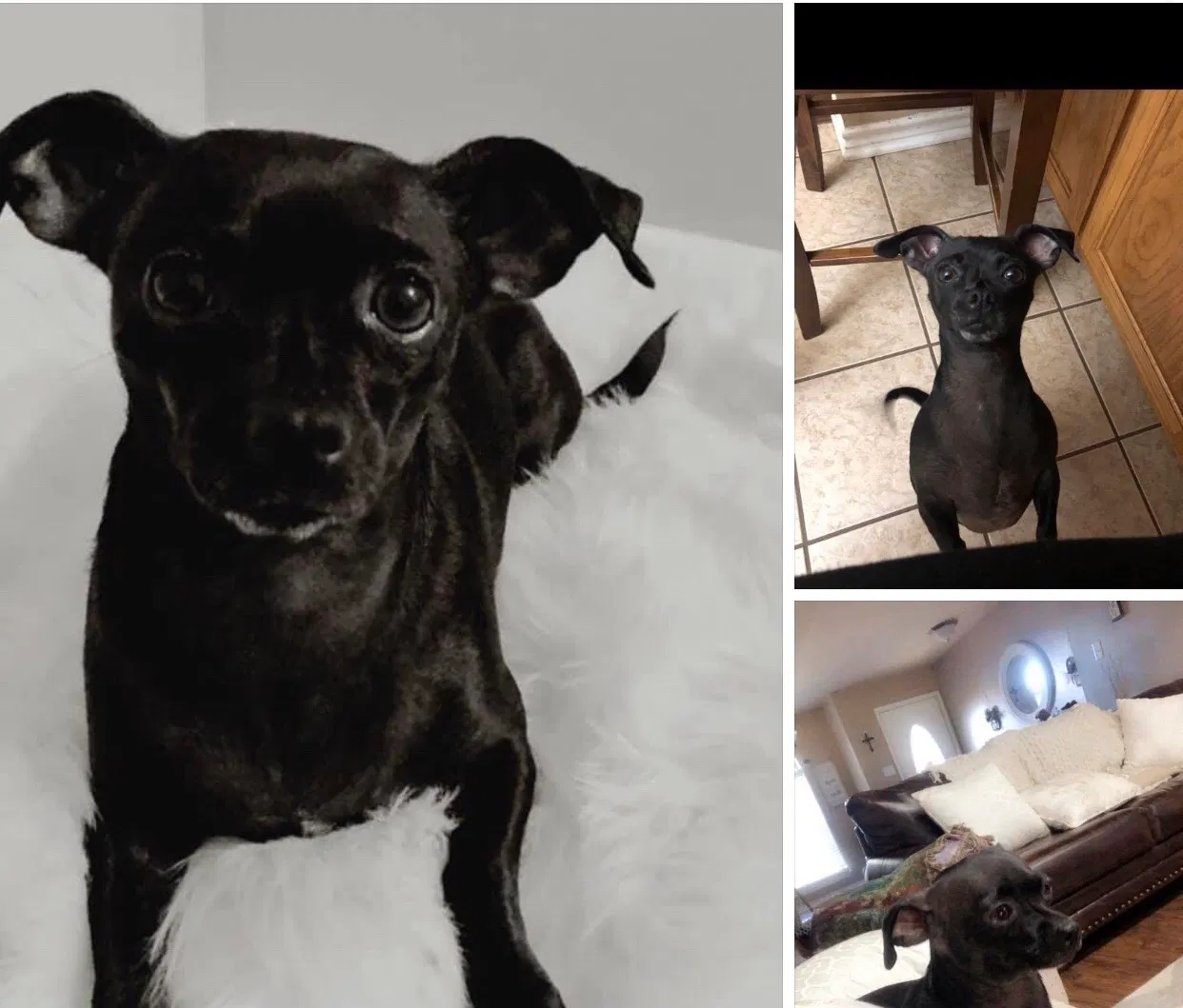 Lost dog in Longview, TX, 75603
