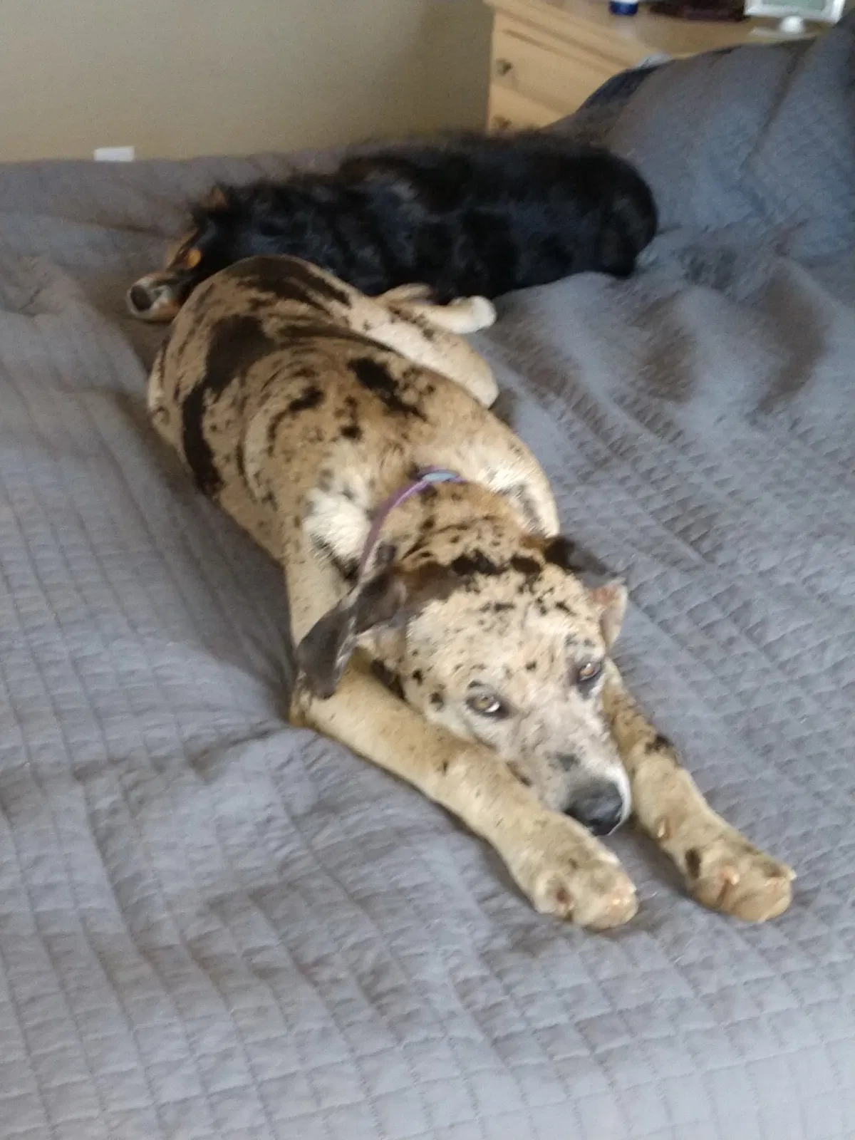 Lost dog in Benton, LA, 71006