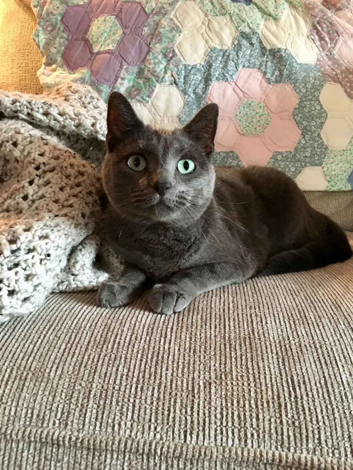 Lost cat in Etowah, NC, 28729