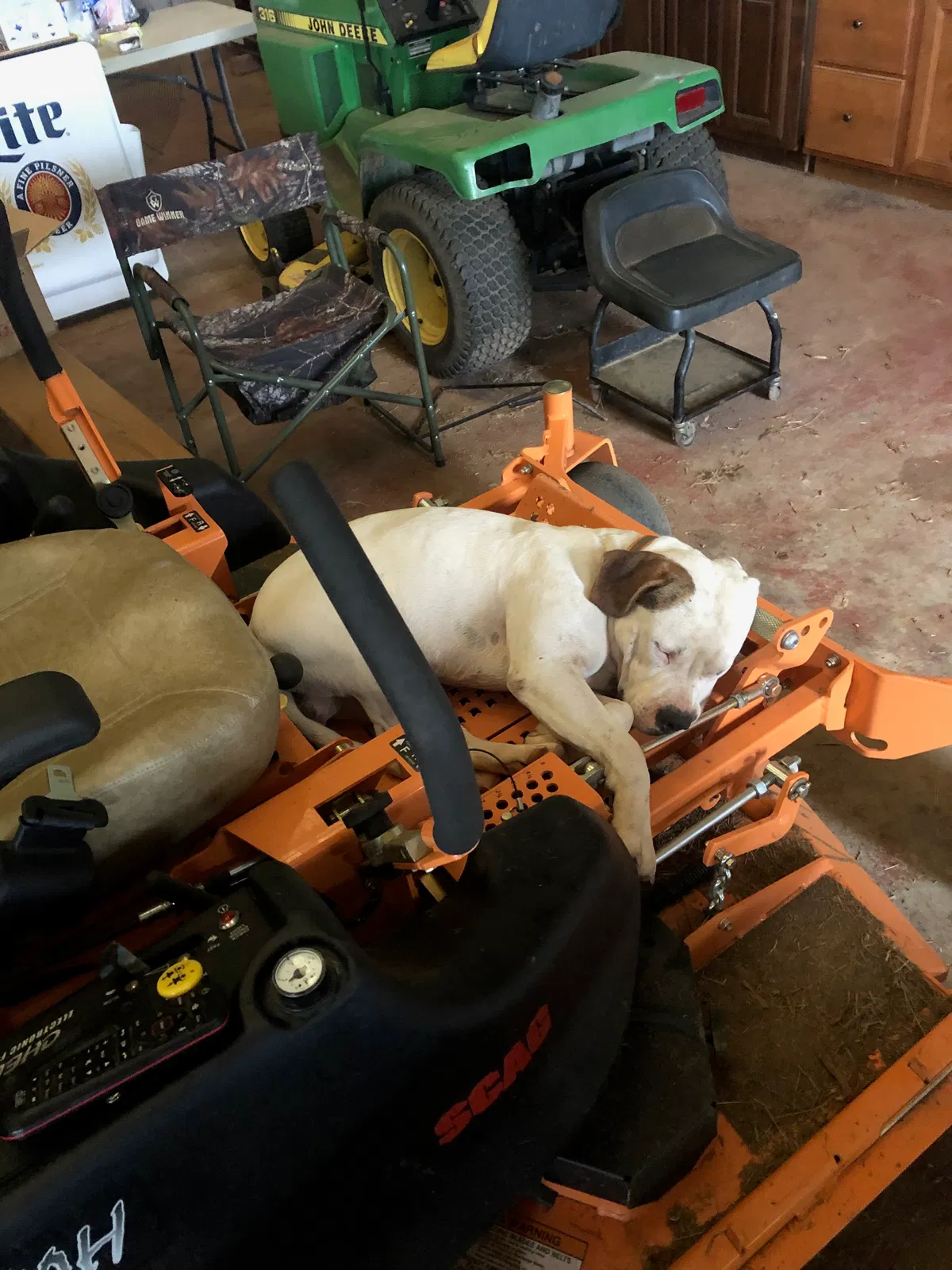 Lost dog in Milledgeville, GA, 31061