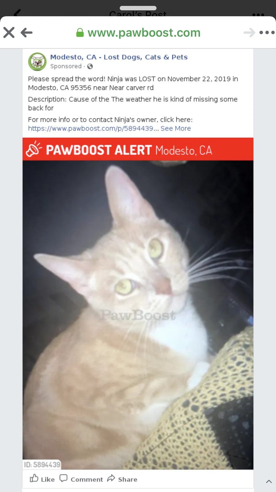 Lost cat in Modesto, CA, 95356