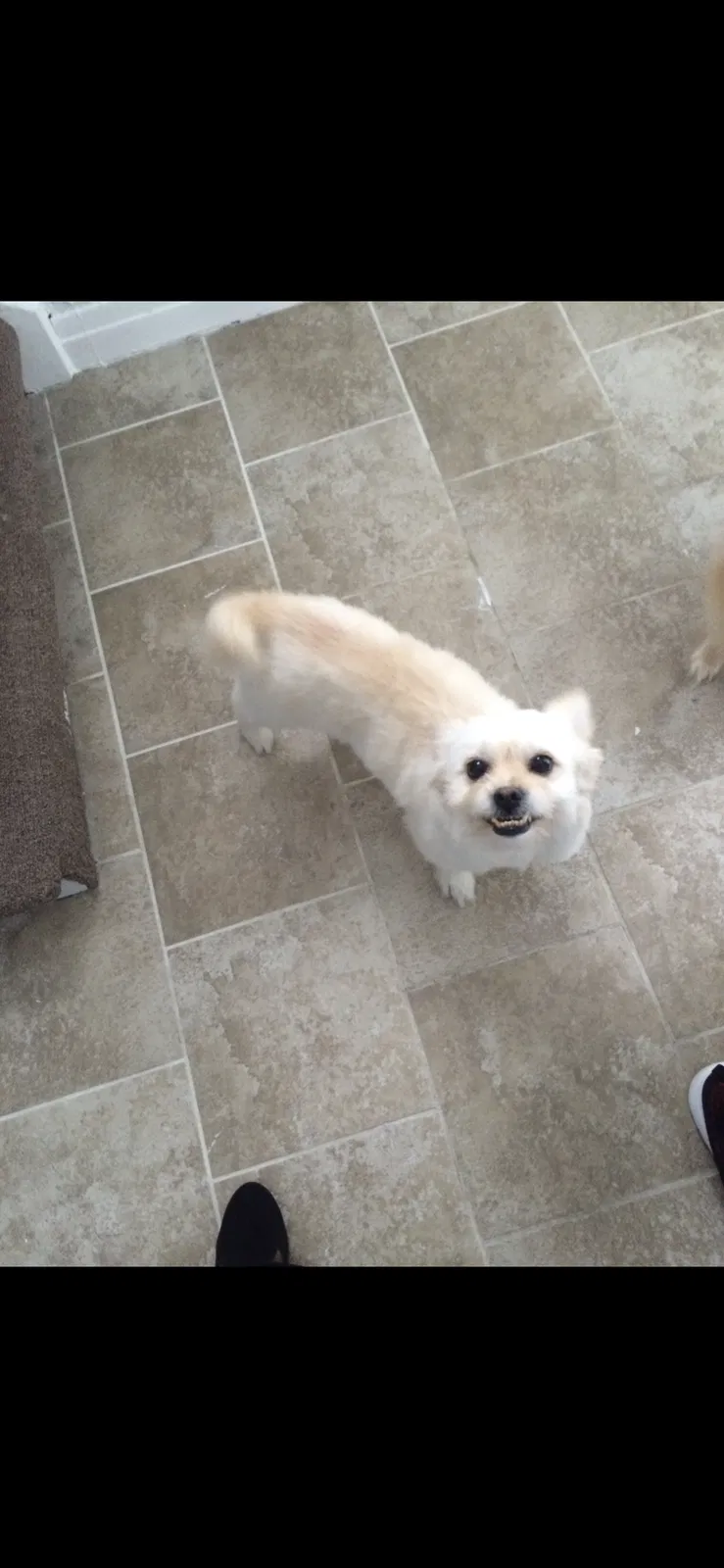 Lost dog in Chicago, IL, 60619