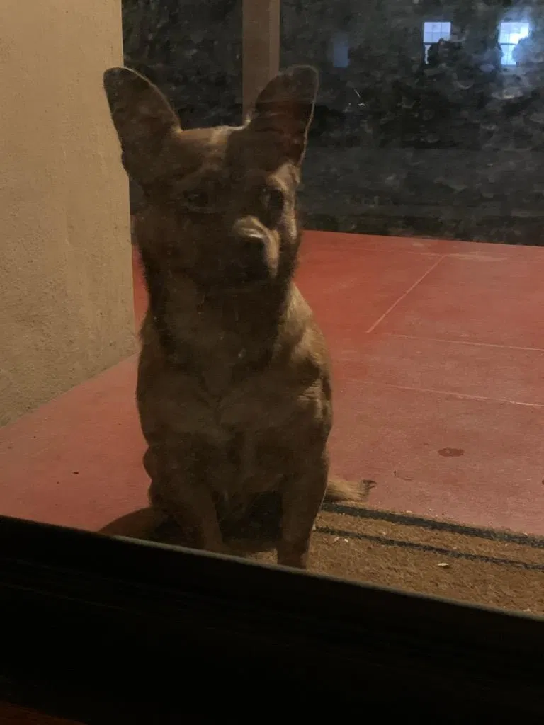 Found dog in San Leandro, CA, 94577
