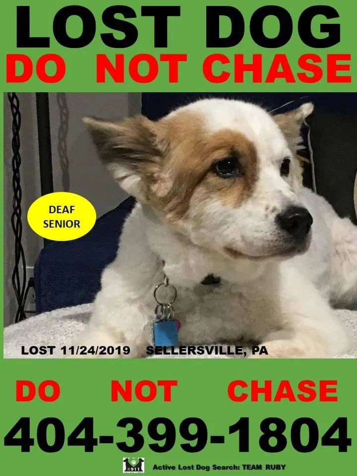 Lost dog in Sellersville, PA, 18960