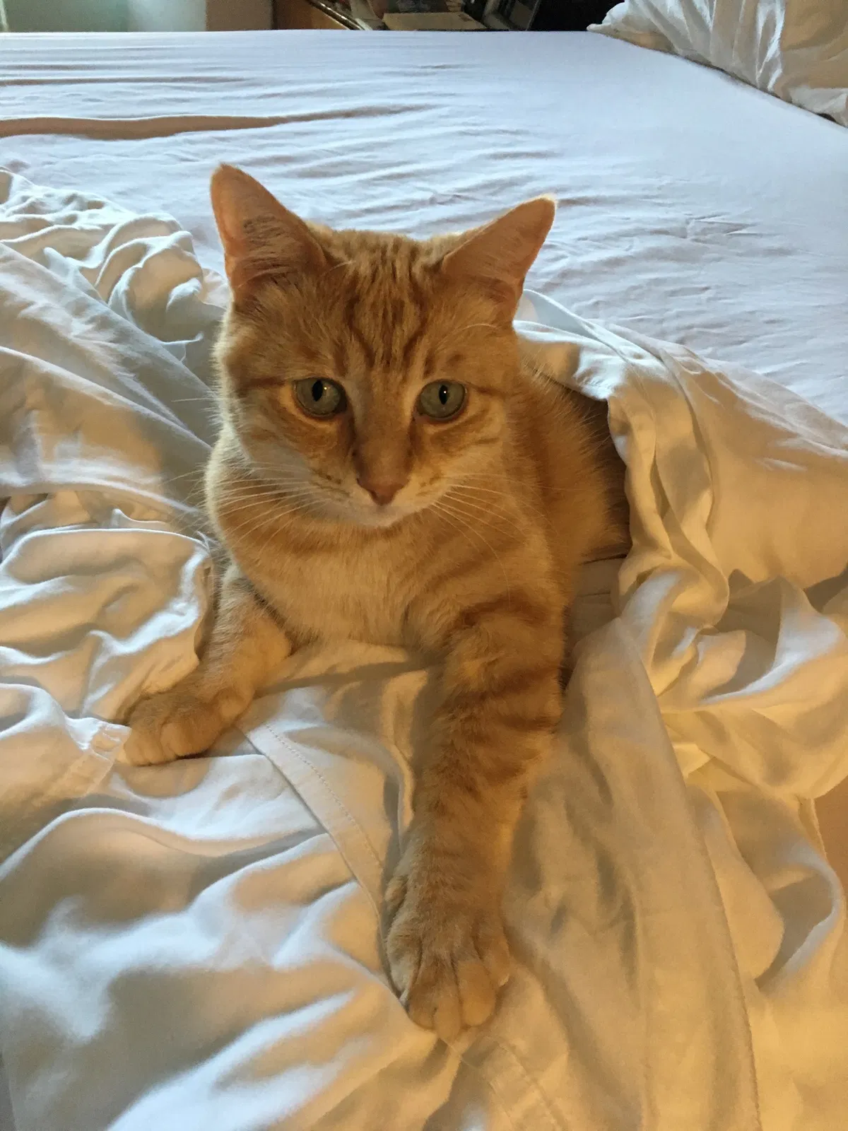 Lost cat in Unknown, CA, 0